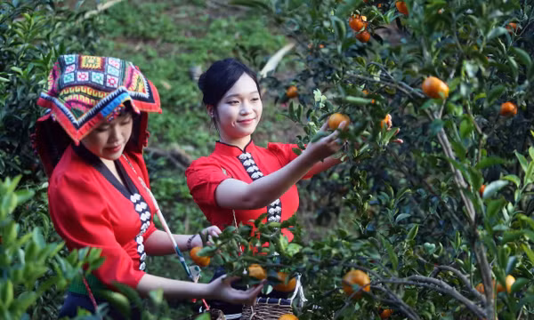 Xây dựng thương hiệu quýt Chiềng Cơi gắn với du lịch trải nghiệm