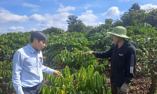 Đắk Lắk khẩn trương khôi phục sản xuất và nhà ở cho người dân