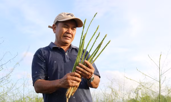 Thi đua yêu nước: Người Chăm phủ xanh miền cát trắng bay