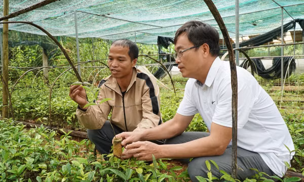 Thanh niên Cơ Tu thoát nghèo từ cây dược liệu