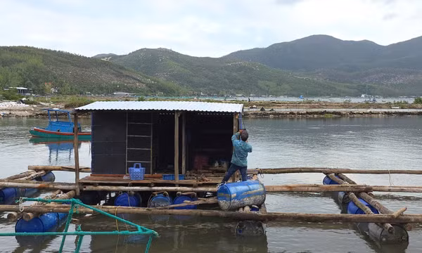 Đắk Lắk: Người nuôi tôm hùm vượt khó chuẩn bị vụ mới