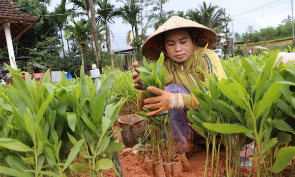 Thay đổi tư duy làm nông nghiệp của đồng bào vùng cao