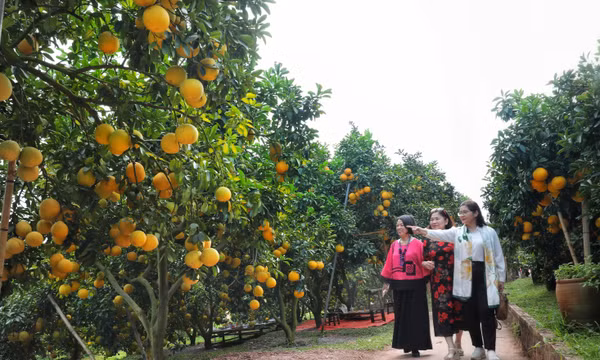 Khởi sắc du lịch mùa trái chín