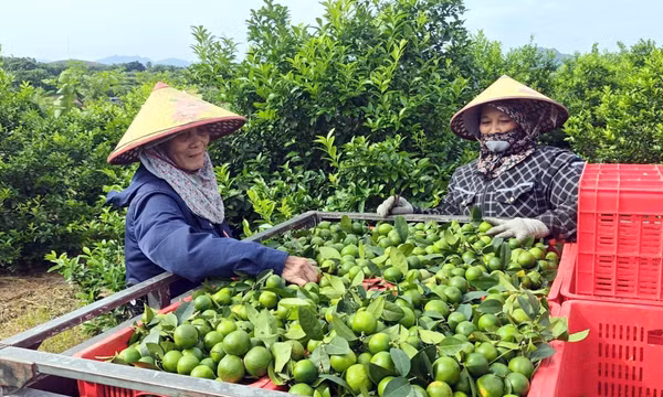 Nghiên cứu xây dựng vùng nguyên liệu chanh phục vụ xuất khẩu