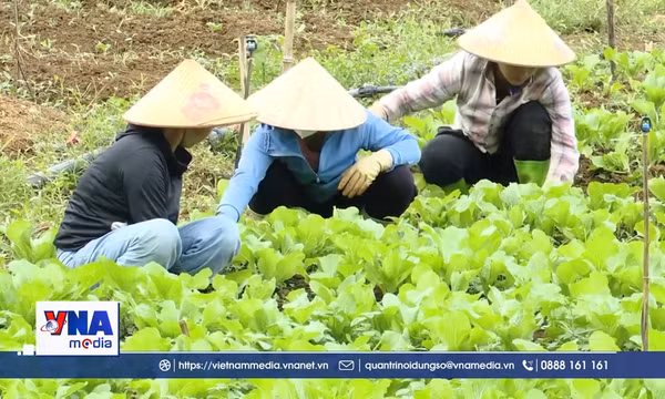 Phú Thọ hướng tới nền nông nghiệp thân thiện với môi trường