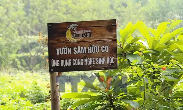 Sâm Núi Dành - mở hướng thoát nghèo cho người nông dân
