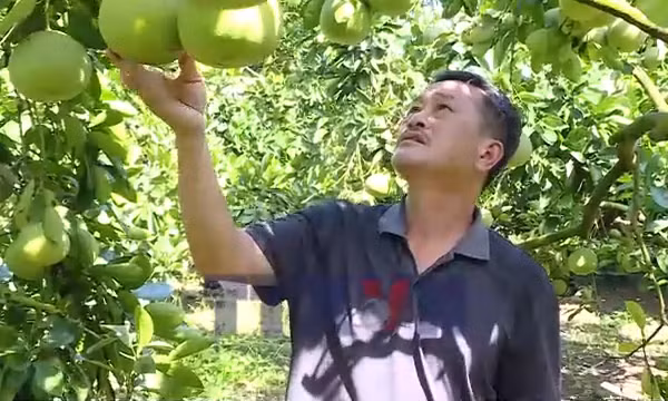 Từ quả ngọt thoát nghèo đến hành trình ra biển lớn