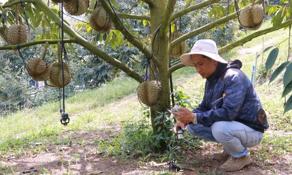 Trồng sầu riêng hữu cơ mở hướng đi mới cho nông nghiệp miền núi Khánh Hòa