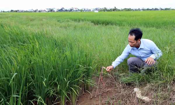 Bẫy chuột bằng điện ở ruộng lúa tiềm ẩn nguy hiểm
