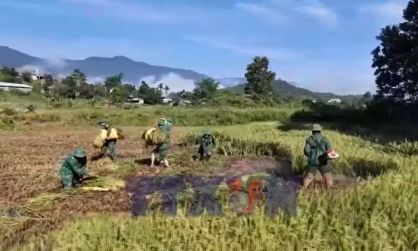 Những bước chân xanh trên ruộng vàng biên giới Huế
