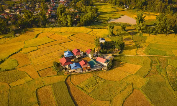 Bình yên mùa vàng nơi lòng chảo Mường Thanh, Điện Biên