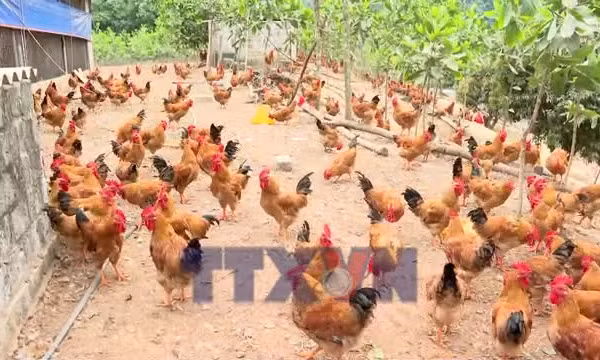 Gà đồi Chí Linh sẵn sàng cho thị trường Tết