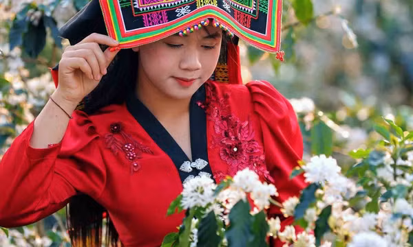 Hoa cà phê nở rộ tạo khung cảnh lãng mạn khắp triền đồi Sơn La