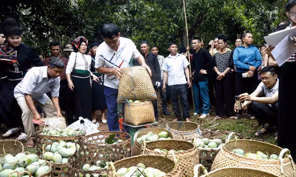 Sơn La: Xuất khẩu 30 tấn xoài sang Hàn Quốc tại Ngày hội xoài Yên Châu