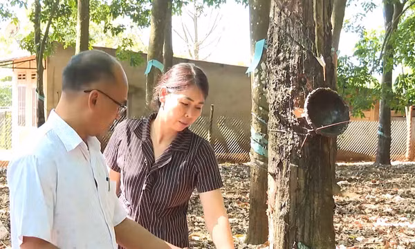 Vốn vay ưu đãi mở cơ hội thoát nghèo cho nông dân vùng biên