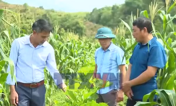 Hỗ trợ sinh kế để người dân vùng cao thoát nghèo
