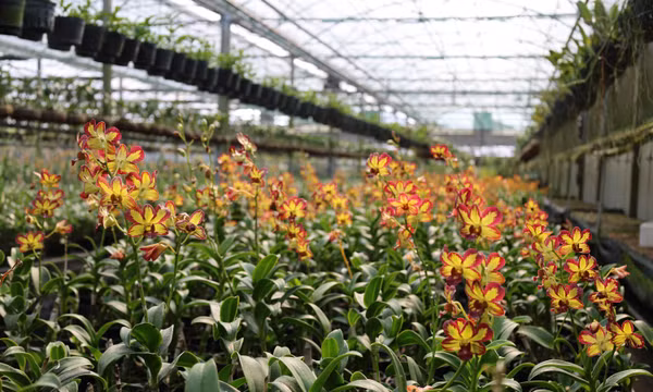 Đánh thức giá trị lan rừng công nghệ cao