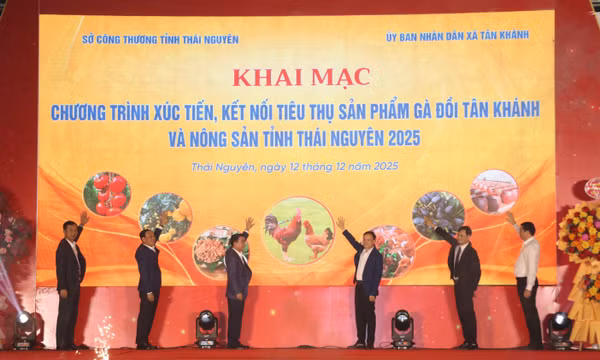 Xúc tiến thương mại, kết nối tiêu thụ sản phẩm gà đồi Tân Khánh