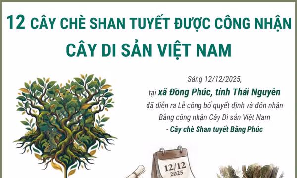 12 cây chè shan tuyết được công nhận là Cây Di sản Việt Nam
