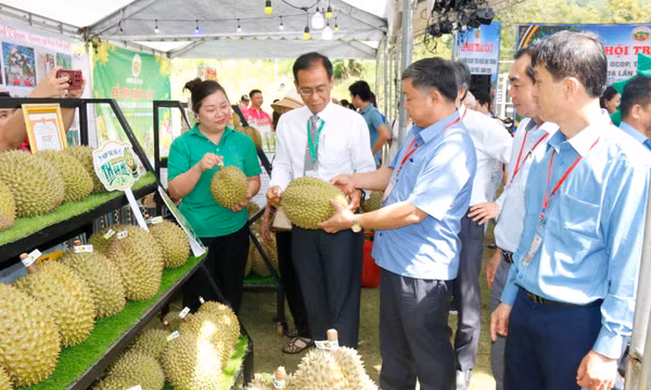 Mùa trái chín 'mở lối' cho du lịch nông nghiệp La Dạ