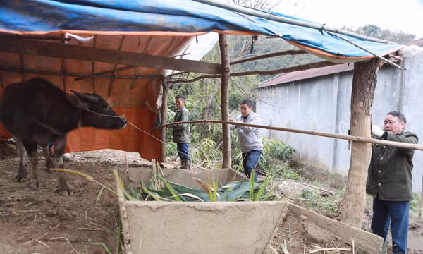 Vùng cao Lai Châu chủ động phòng, chống rét cho đàn vật nuôi
