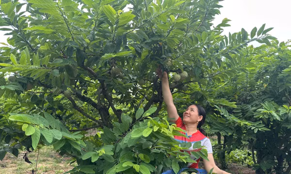 Nông sản đắt hàng nhờ nhãn hiệu OCOP và truy xuất nguồn gốc