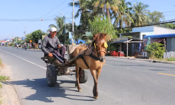 Xe ngựa - Biểu tượng văn hóa 'độc bản' miền biên viễn Tây Nam