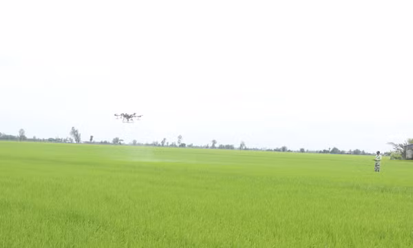Nông dân Cần Thơ lùi lịch thời vụ, bỏ vụ lúa Thu Đông do áp lực giá vật tư