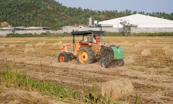 Lợi ích từ việc tận dụng rơm rạ sau thu hoạch