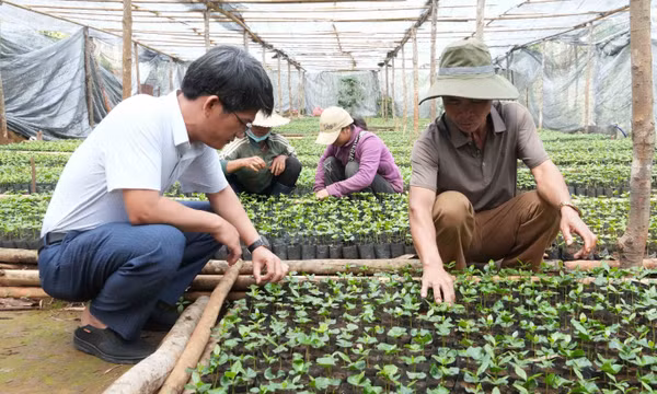 Ươm mầm xanh từ 'Đại hội không hoa'