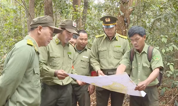 Giữ rừng hiệu quả từ gốc