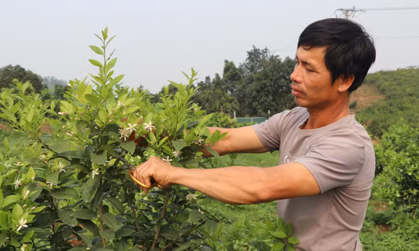 Sản xuất hàng hóa, tăng giá trị cây trồng trên một đơn vị diện tích