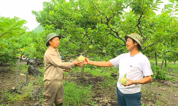 Phát triển toàn diện, bền vững vùng đồng bào dân tộc thiểu số và miền núi