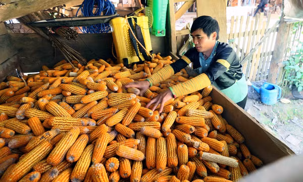 Đồng bào Mông ở Bản Hua Chiến vươn lên phát triển kinh tế