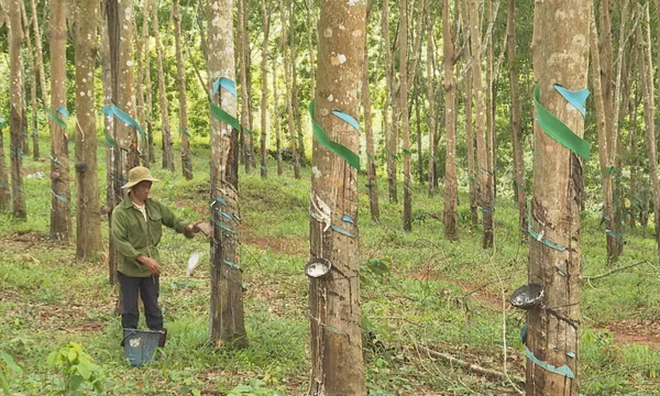 Đồng bào vùng cao tăng thu nhập từ tư duy đổi mới