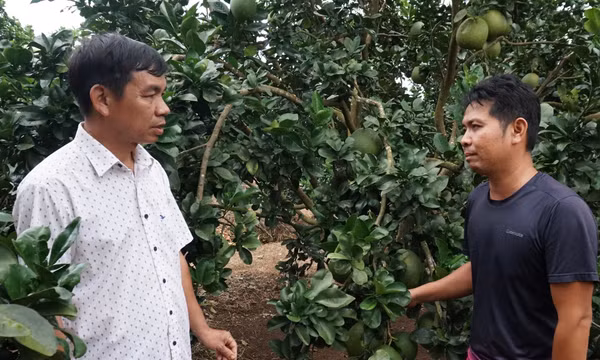 Mô hình trình diễn nông nghiệp công nghệ cao vùng biên mang lại hiệu quả