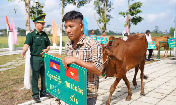 Tặng bò giống cho các hộ dân khu vực biên giới Việt Nam - Campuchia