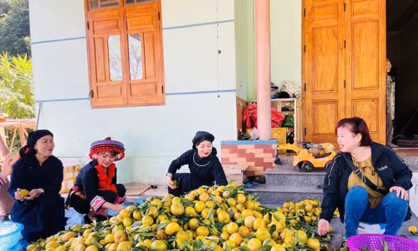 Hàng trăm hộ dân Bạch Thông thoát nghèo nhờ thương hiệu 'Quýt Bắc Kạn'