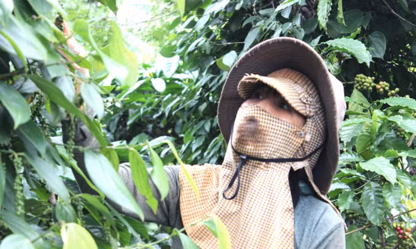 'Hồi sinh' hồ tiêu Gia Lai nhờ canh tác thuận tự nhiên