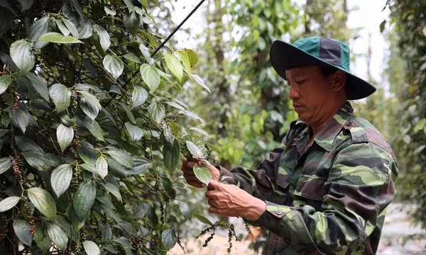 Quỹ Hỗ trợ nông dân - Điểm tựa giúp hội viên phát triển kinh tế bền vững