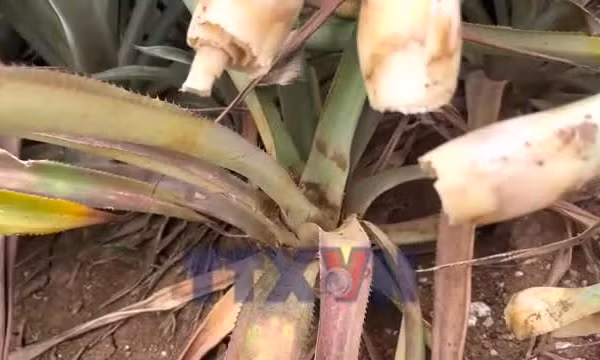 Dứa chết hàng loạt, người nông dân thiệt hại nặng nề