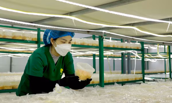 Nhiều mô hình nông nghiệp công nghệ cao phát huy hiệu quả