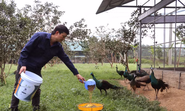 Tỷ phú vùng cao và 'phép màu' từ chăn nuôi động vật đặc sản
