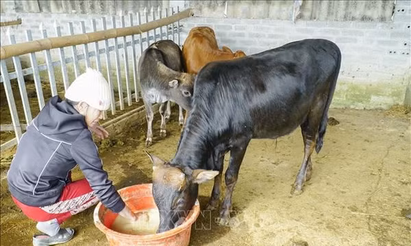 Điện Biên: Chủ động phòng, chống rét cho đàn gia súc