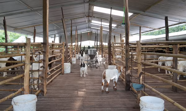Tiếp sức vùng biên phát triển kinh tế từ vốn ưu đãi