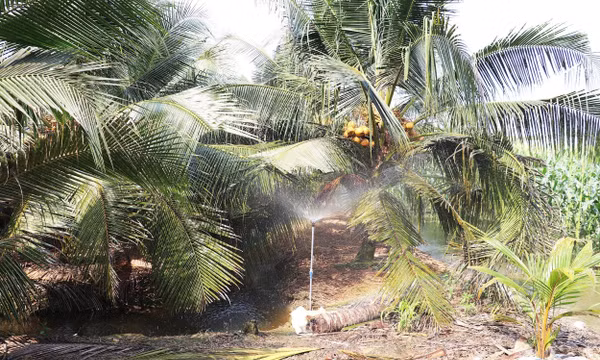Chuyển đổi trồng dừa hữu cơ phục vụ xuất khẩu
