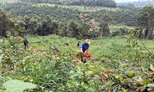 Lâm Đồng cưỡng chế gần 10.000 m² đất công bị lấn chiếm trồng cà phê
