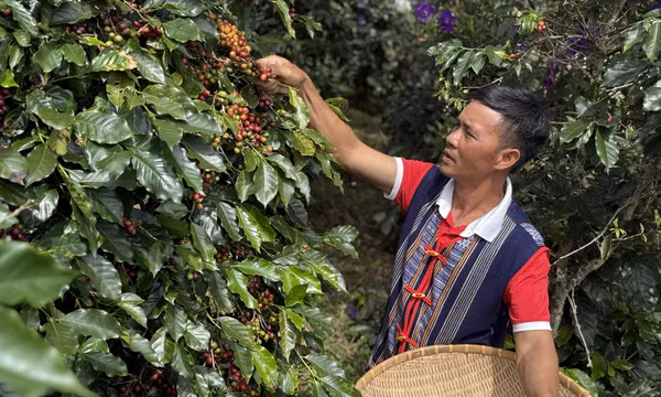 Khai thác sức cầu nội địa, mở rộng đầu ra cho sản phẩm vùng đồng bào dân tộc thiểu số và miền núi