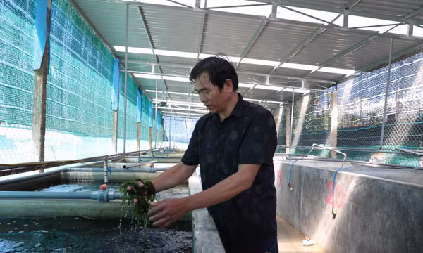 Hiệu quả kép từ chuỗi liên kết rong nho