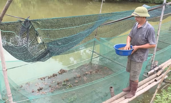 Tăng thu nhập từ nuôi ếch và cá tầm